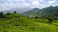 Alahan Panjang Tea Plantation